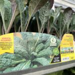 482234926_1127891999349348_3641503968660794205_n