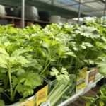 543434740_1279159374222609_3280918798693103966_n