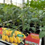 WhatsApp Image 2026-03-10 at 13.16.39